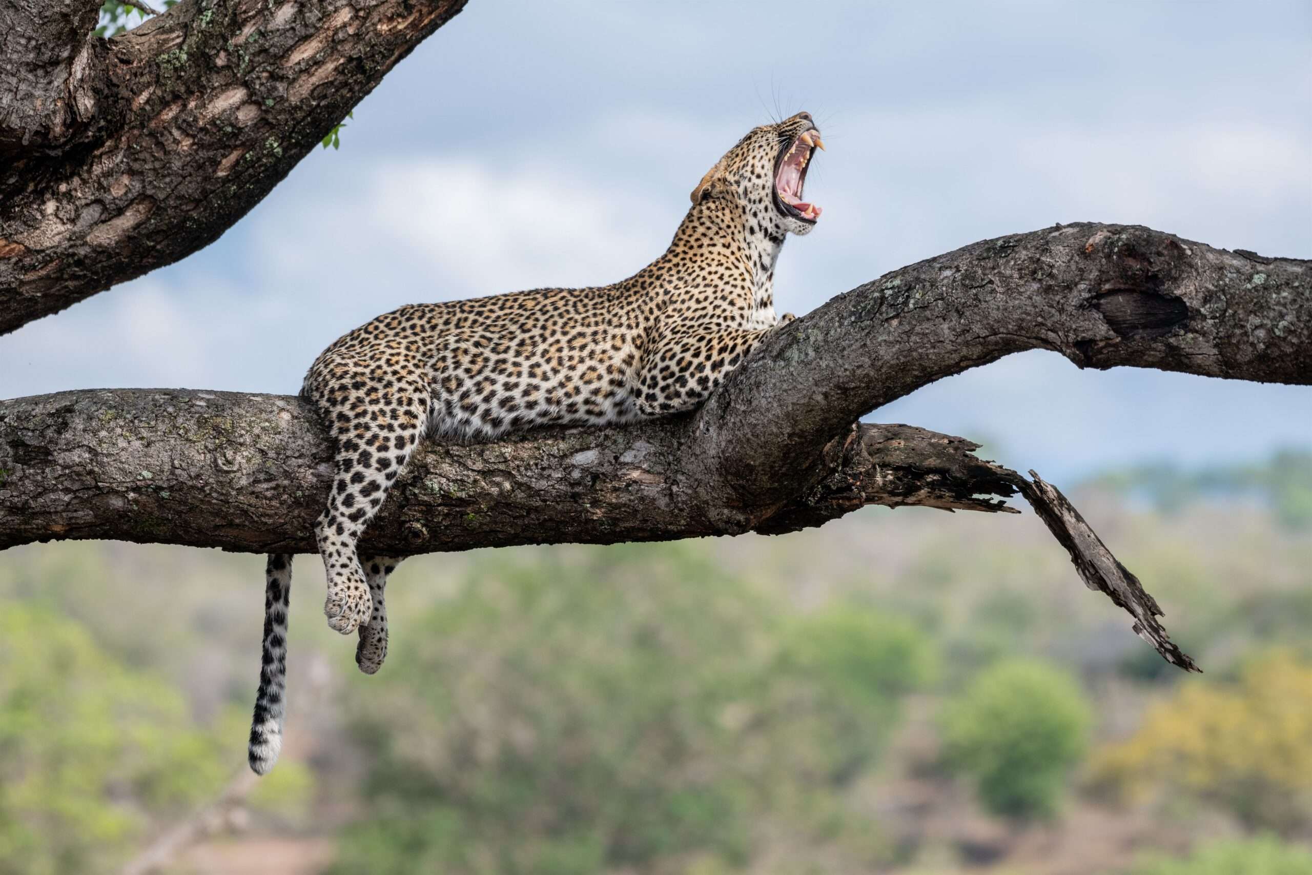 A leopard, Panthera pardus, lies on a branch in a tree and yawns