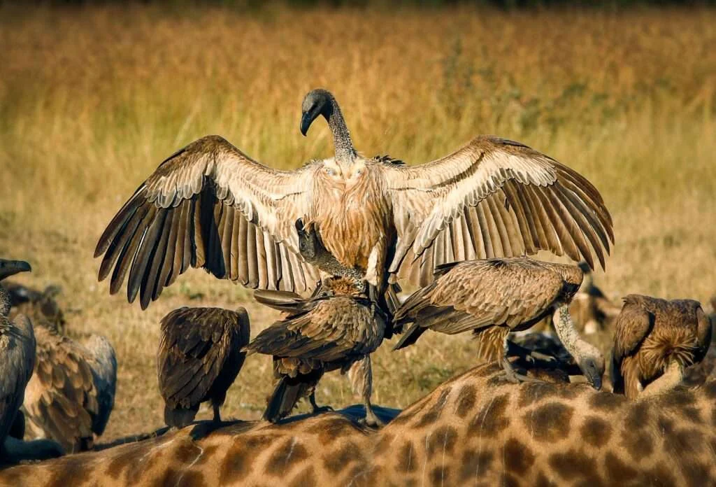 2-Day Tarangire Safari Adventure