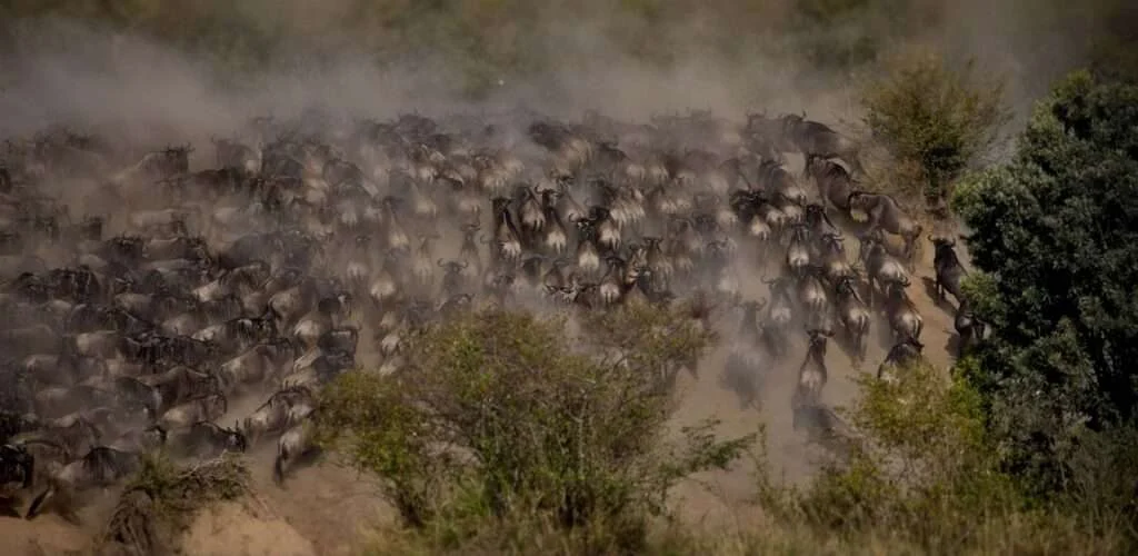 8-Day Serengeti, Ngorongoro & Tarangire Safari