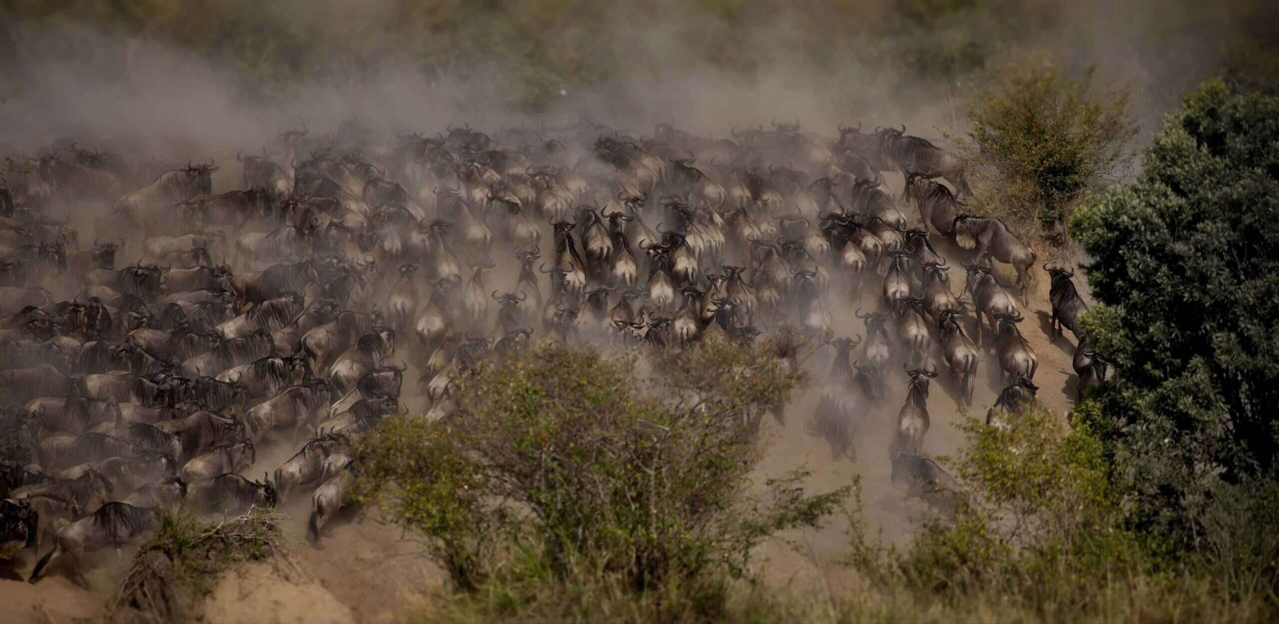 Wildebeest herd moving through dust