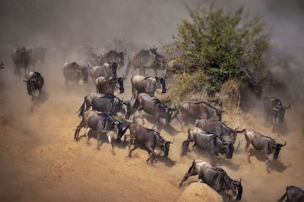 A herd of wildebeest moving through dusty grassland
