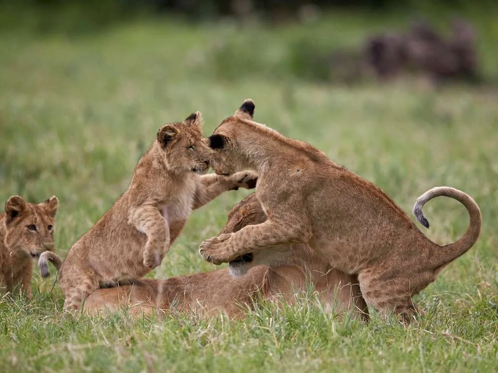Lion,(panthera,Leo),Cubs,Playing,,Ngorongoro,Crater,,Tanzania,,East,Africa,