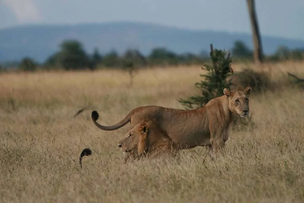 Mikumi_National_Park_Lions_100