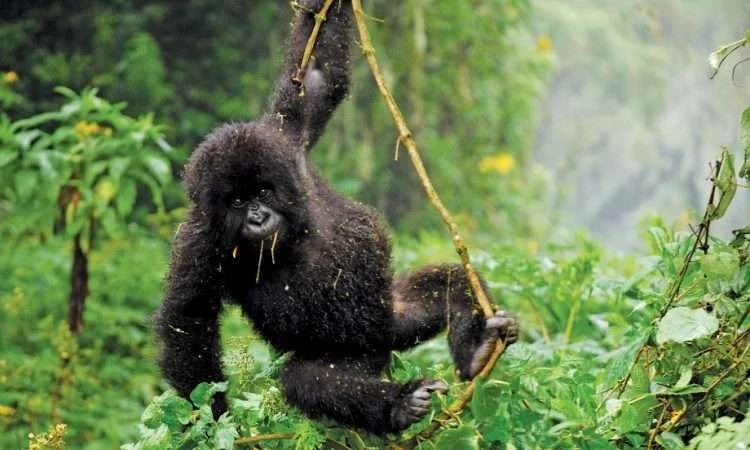 Mountain gorilla in Rwanda